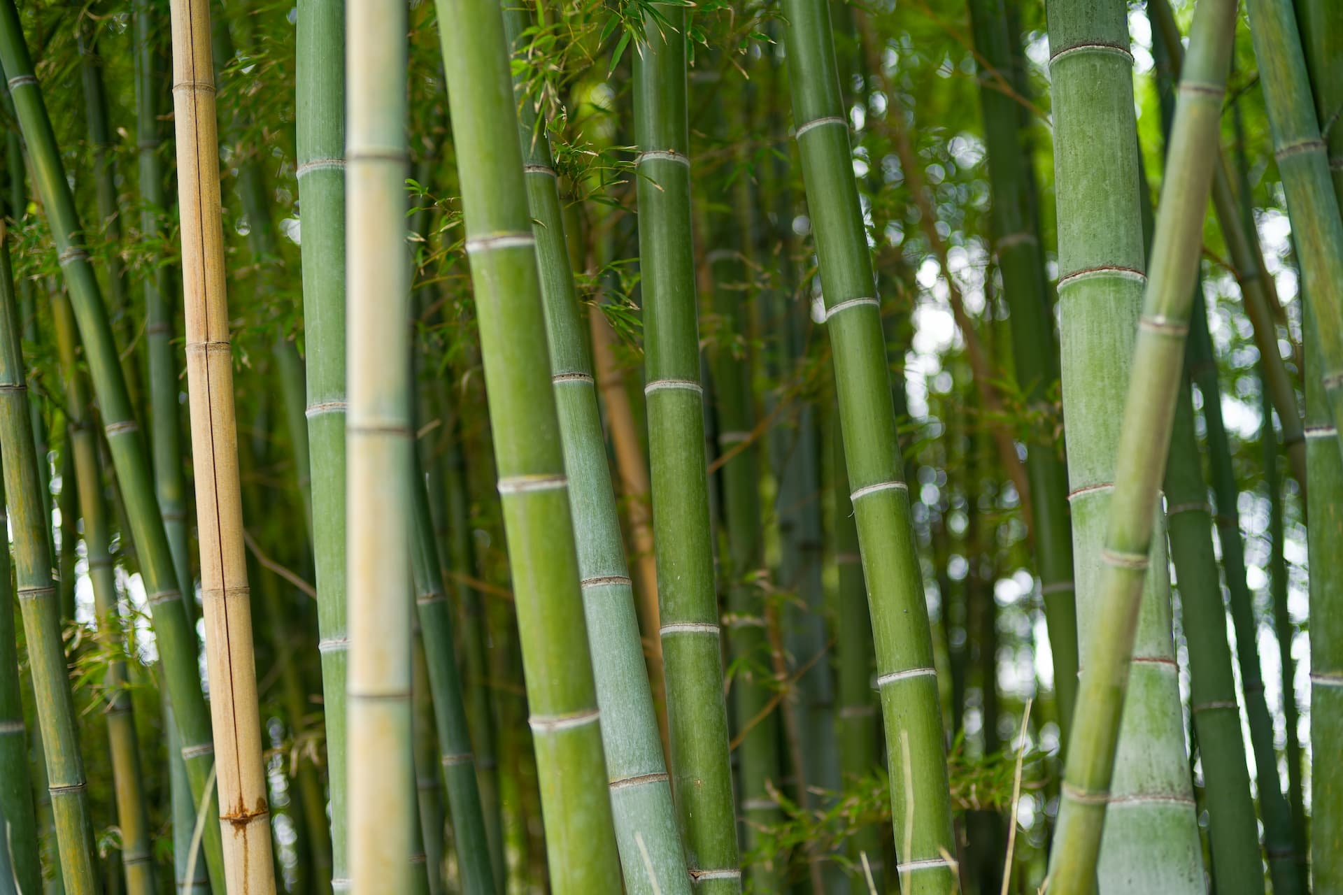 Close-up of green bamboo stalks